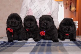 наши малыши.jpg (44.24 КБ, Просмотров: 1326) наши малыши.jpg