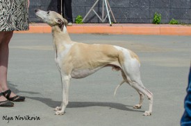 11755879_929032463835168_8951194224412553815_n.jpg (116.81 КБ, Просмотров: 1837) 11755879_929032463835168_8951194224412553815_n.jpg