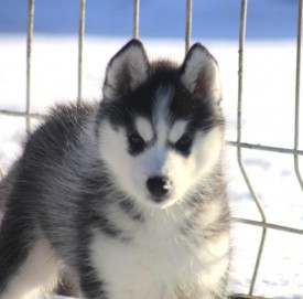 image.jpeg (73.74 КБ, Просмотров: 1730) image.jpeg