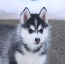 image.jpeg (86.1 КБ, Просмотров: 1730) image.jpeg