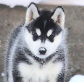 image.jpeg (86.55 КБ, Просмотров: 1730) image.jpeg