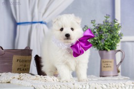 L26A0635.jpg (222.51 КБ, Просмотров: 1315) L26A0635.jpg