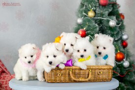 image (16).jpg (113.04 КБ, Просмотров: 1315) image (16).jpg