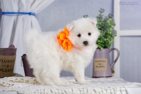 image (15).jpg (78.07 КБ, Просмотров: 1306) image (15).jpg