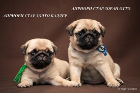 DSC_7756.jpg (162.4 КБ, Просмотров: 1238) DSC_7756.jpg