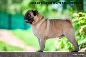 папа.jpg (157.75 КБ, Просмотров: 1238) папа.jpg