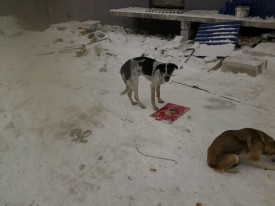 image 2.jpeg (96.26 КБ, Просмотров: 1383) image 2.jpeg