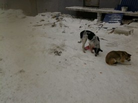 image 3.jpeg (93.23 КБ, Просмотров: 1382) image 3.jpeg