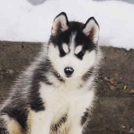 5NUYyCv3WfU.jpg (59.71 КБ, Просмотров: 1630) 5NUYyCv3WfU.jpg