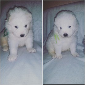 2015-12-12 01.23.57.jpg (577.24 КБ, Просмотров: 1158) 2015-12-12 01.23.57.jpg