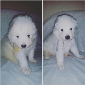 2015-12-12 01.23.31.jpg (158.73 КБ, Просмотров: 1158) 2015-12-12 01.23.31.jpg