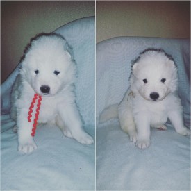 2015-12-12 01.22.53.jpg (663.16 КБ, Просмотров: 1158) 2015-12-12 01.22.53.jpg