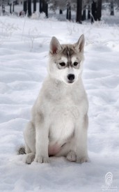 поли.jpg (57.53 КБ, Просмотров: 1129) поли.jpg