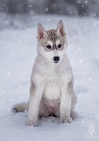 поль.jpg (57.25 КБ, Просмотров: 1129) поль.jpg