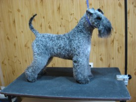 Черри - копия 2.jpg (126.83 КБ, Просмотров: 22698) Черри - копия 2.jpg