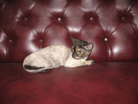 киса 2.jpg (128.95 КБ, Просмотров: 22097) киса 2.jpg