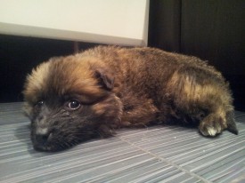 20151212_193323.jpg (182.46 КБ, Просмотров: 3266) 20151212_193323.jpg