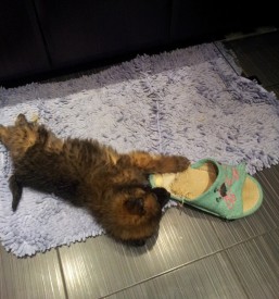 20151212_193324.jpg (172.61 КБ, Просмотров: 3266) 20151212_193324.jpg