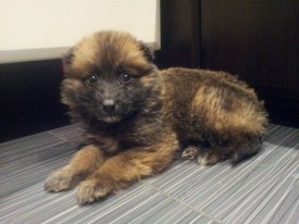 20151212_193341.jpg (183.05 КБ, Просмотров: 3267) 20151212_193341.jpg