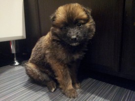 20151212_193424.jpg (178.69 КБ, Просмотров: 3196) 20151212_193424.jpg