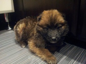 20151212_193556.jpg (193.57 КБ, Просмотров: 3266) 20151212_193556.jpg