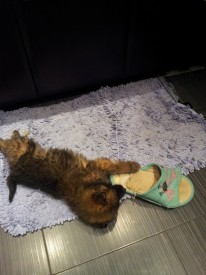 20151216_065718.jpg (185.51 КБ, Просмотров: 3267) 20151216_065718.jpg