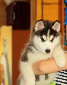 image.jpeg (88.62 КБ, Просмотров: 1595) image.jpeg