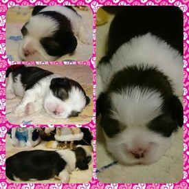 image (8).jpg (76.49 КБ, Просмотров: 1254) image (8).jpg