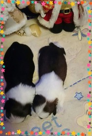 image (11).jpg (47.61 КБ, Просмотров: 1254) image (11).jpg