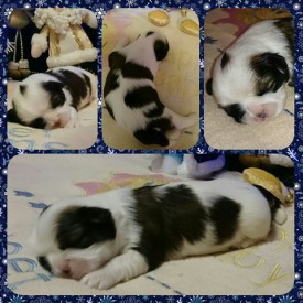 image (13).jpg (73.11 КБ, Просмотров: 1254) image (13).jpg