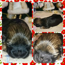 image (9).jpg (83.51 КБ, Просмотров: 1254) image (9).jpg