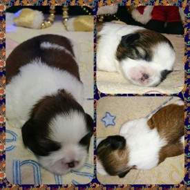 image (7).jpg (77.69 КБ, Просмотров: 1254) image (7).jpg