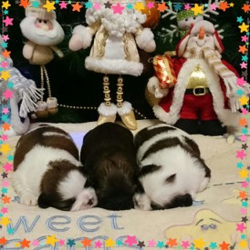 image (10).jpg (75.75 КБ, Просмотров: 1254) image (10).jpg