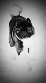 12341071_1949173378640309_5195171575466523203_n.jpg (27.01 КБ, Просмотров: 8621) 12341071_1949173378640309_5195171575466523203_n.jpg