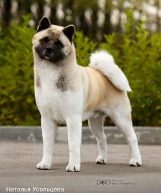 12074844_403129519887742_1314538531445575921_n.jpg (61.01 КБ, Просмотров: 8785) 12074844_403129519887742_1314538531445575921_n.jpg