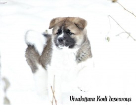 12360239_1948620248695622_8255178572247470643_n.jpg (39.98 КБ, Просмотров: 8802) 12360239_1948620248695622_8255178572247470643_n.jpg