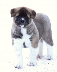 1934224_933521216715060_7126957378205838330_n.jpg (47.88 КБ, Просмотров: 8227) 1934224_933521216715060_7126957378205838330_n.jpg