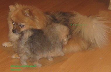 IMG_3428_croped12об.jpg (11.5 КБ, Просмотров: 1277) IMG_3428_croped12об.jpg