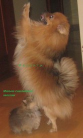 IMG_3431_croped12об.jpg (12.77 КБ, Просмотров: 1277) IMG_3431_croped12об.jpg