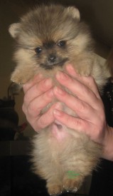 IMG_3417_croped5об.jpg (63.42 КБ, Просмотров: 1277) IMG_3417_croped5об.jpg