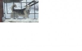 хаски.JPG (18.03 КБ, Просмотров: 1603) хаски.JPG