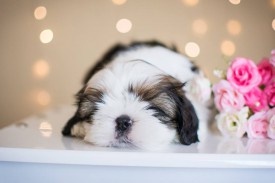 12512718_1954809378078578_2498864382797594020_n.jpg (41.3 КБ, Просмотров: 1215) 12512718_1954809378078578_2498864382797594020_n.jpg