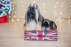 11225730_1954808884745294_2710852883860705443_n.jpg (62.61 КБ, Просмотров: 1215) 11225730_1954808884745294_2710852883860705443_n.jpg