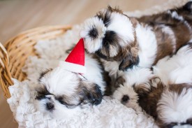 12524216_1954808714745311_573390587250912546_n.jpg (65.88 КБ, Просмотров: 1215) 12524216_1954808714745311_573390587250912546_n.jpg