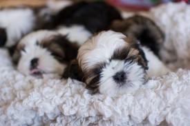 12592702_1954808481412001_9160260168485258402_n.jpg (59.17 КБ, Просмотров: 1215) 12592702_1954808481412001_9160260168485258402_n.jpg