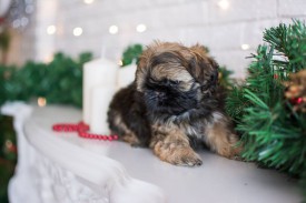 12631393_1954809574745225_6086846320782477127_n.jpg (53.98 КБ, Просмотров: 1215) 12631393_1954809574745225_6086846320782477127_n.jpg