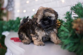 12642428_1954809624745220_4779733324316096717_n.jpg (54.61 КБ, Просмотров: 1215) 12642428_1954809624745220_4779733324316096717_n.jpg