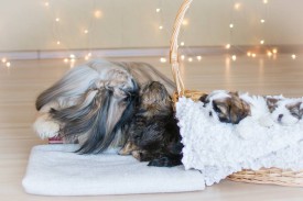 12642765_1954808958078620_2591201591623131735_n.jpg (58.96 КБ, Просмотров: 1215) 12642765_1954808958078620_2591201591623131735_n.jpg