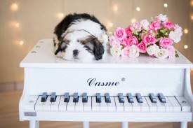 12647285_1954809334745249_6910119141690704919_n.jpg (55.58 КБ, Просмотров: 1215) 12647285_1954809334745249_6910119141690704919_n.jpg