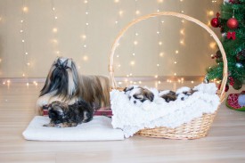 12647418_1954808901411959_4550416930350784621_n.jpg (60.53 КБ, Просмотров: 1215) 12647418_1954808901411959_4550416930350784621_n.jpg